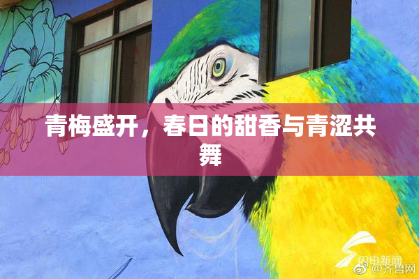 青梅盛开，春日的甜香与青涩共舞