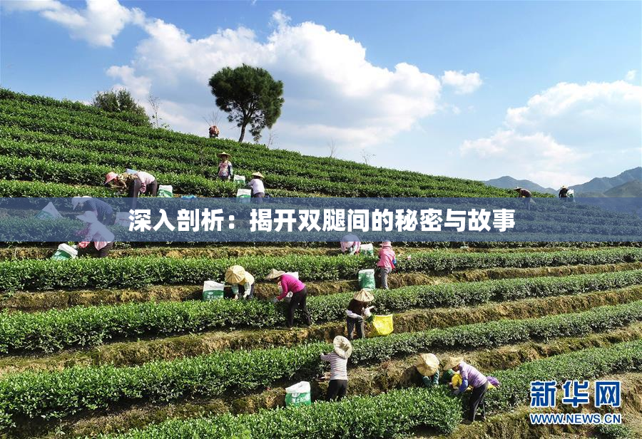 深入剖析：揭开双腿间的秘密与故事