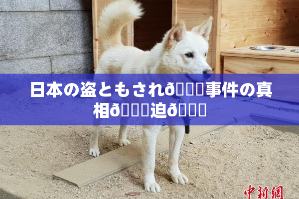 日本の盗ともされ👅事件の真相🎆迫🌃