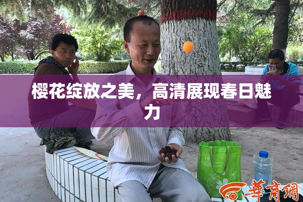 樱花绽放之美，高清展现春日魅力