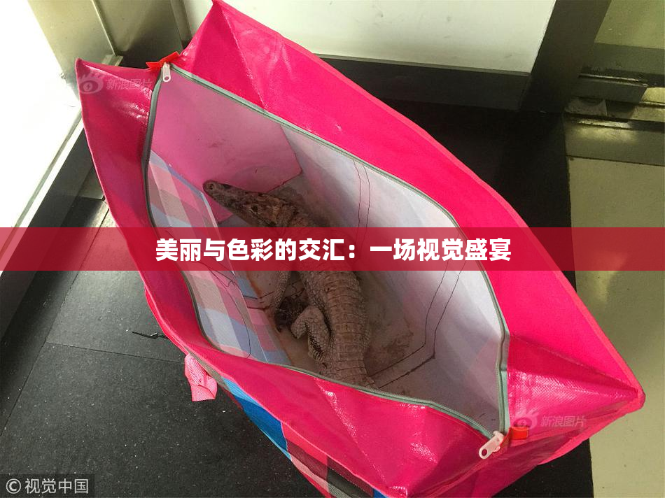 美丽与色彩的交汇：一场视觉盛宴