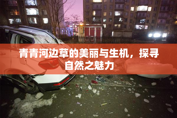 青青河边草的美丽与生机，探寻自然之魅力