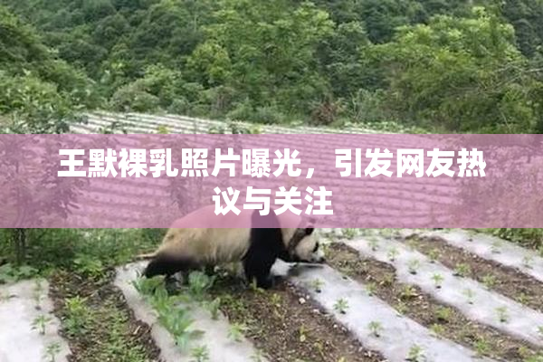 王默裸乳照片曝光，引发网友热议与关注