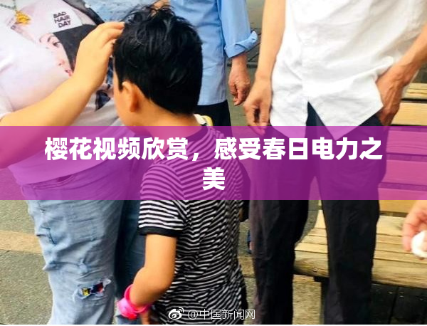 樱花视频欣赏，感受春日电力之美