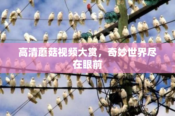 高清蘑菇视频大赏，奇妙世界尽在眼前