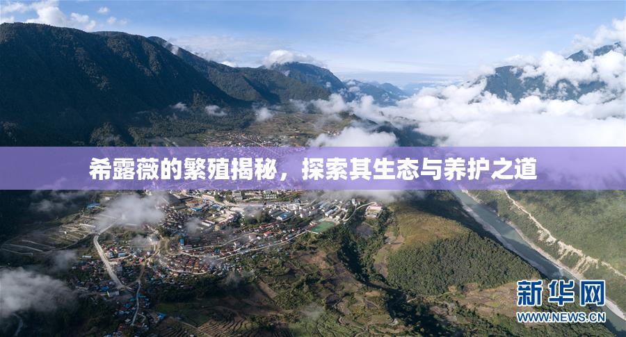 希露薇的繁殖揭秘，探索其生态与养护之道