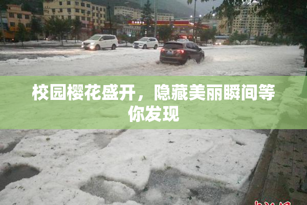 校园樱花盛开，隐藏美丽瞬间等你发现