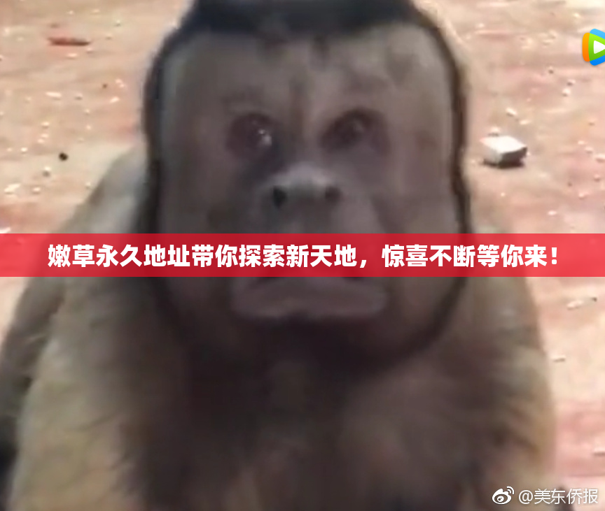 嫩草永久地址带你探索新天地，惊喜不断等你来！