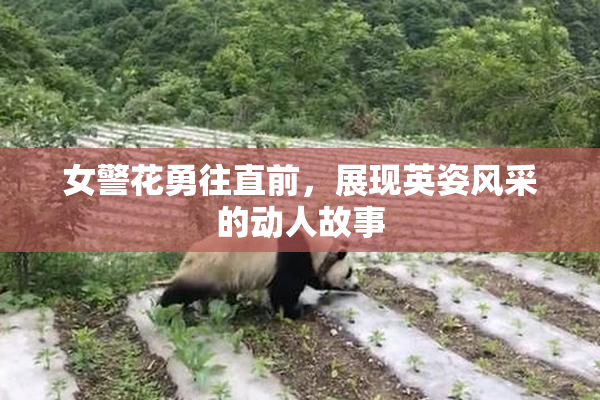 女警花勇往直前，展现英姿风采的动人故事