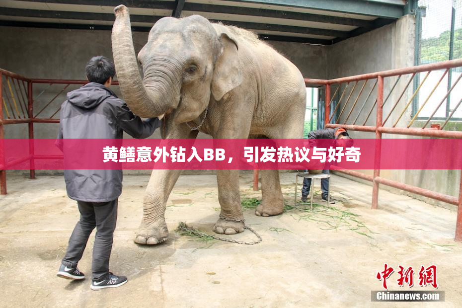 黄鳝意外钻入BB，引发热议与好奇