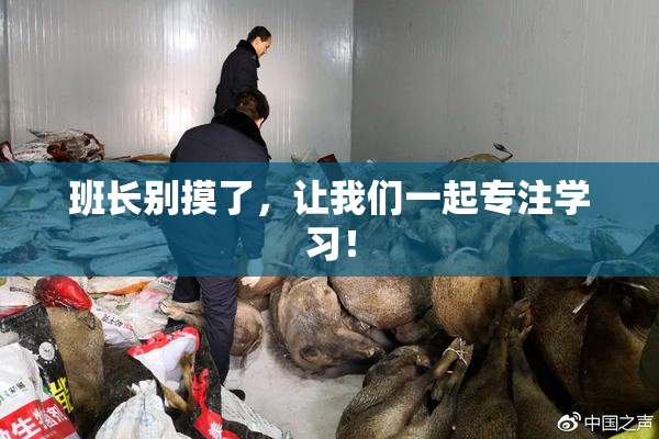 班长别摸了，让我们一起专注学习！