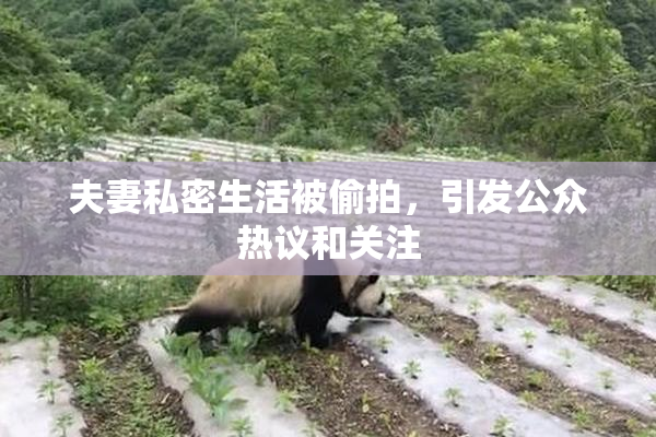 夫妻私密生活被偷拍，引发公众热议和关注
