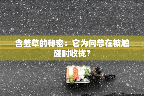 含羞草的秘密：它为何总在被触碰时收拢？