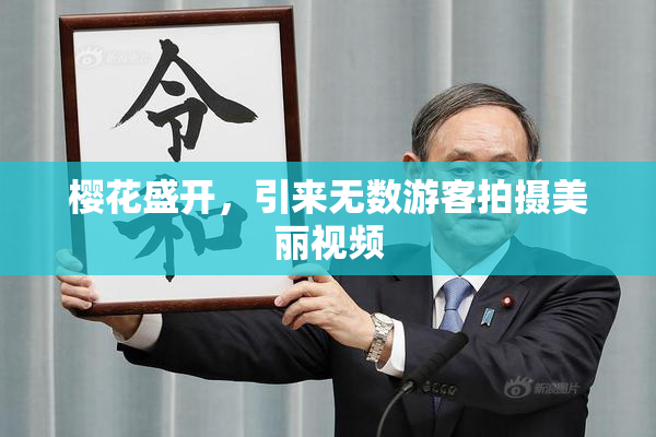 樱花盛开，引来无数游客拍摄美丽视频