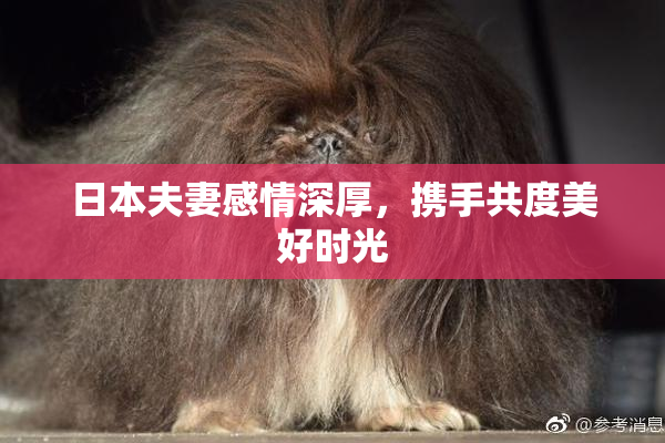 日本夫妻感情深厚，携手共度美好时光