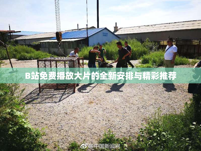 B站免费播放大片的全新安排与精彩推荐