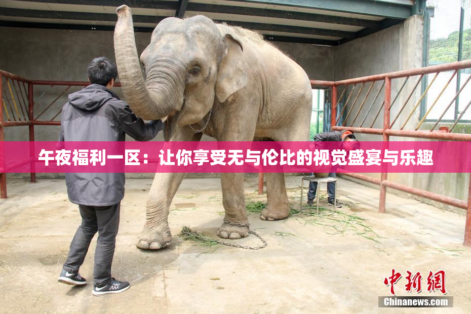 午夜福利一区：让你享受无与伦比的视觉盛宴与乐趣