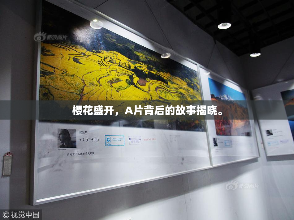 樱花盛开，A片背后的故事揭晓。
