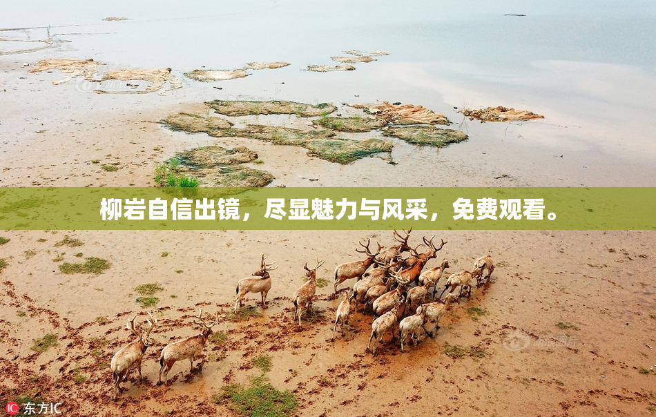 柳岩自信出镜，尽显魅力与风采，免费观看。