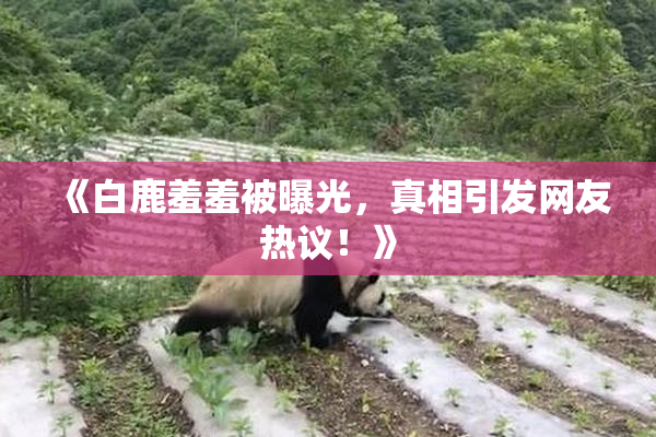 《白鹿羞羞被曝光，真相引发网友热议！》