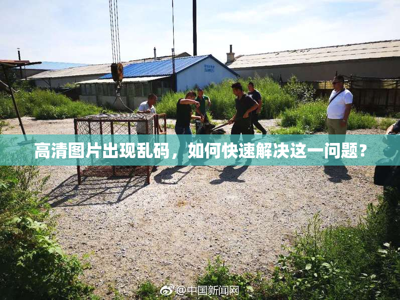 高清图片出现乱码，如何快速解决这一问题？