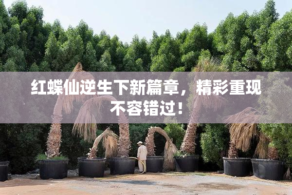 红蝶仙逆生下新篇章，精彩重现不容错过！