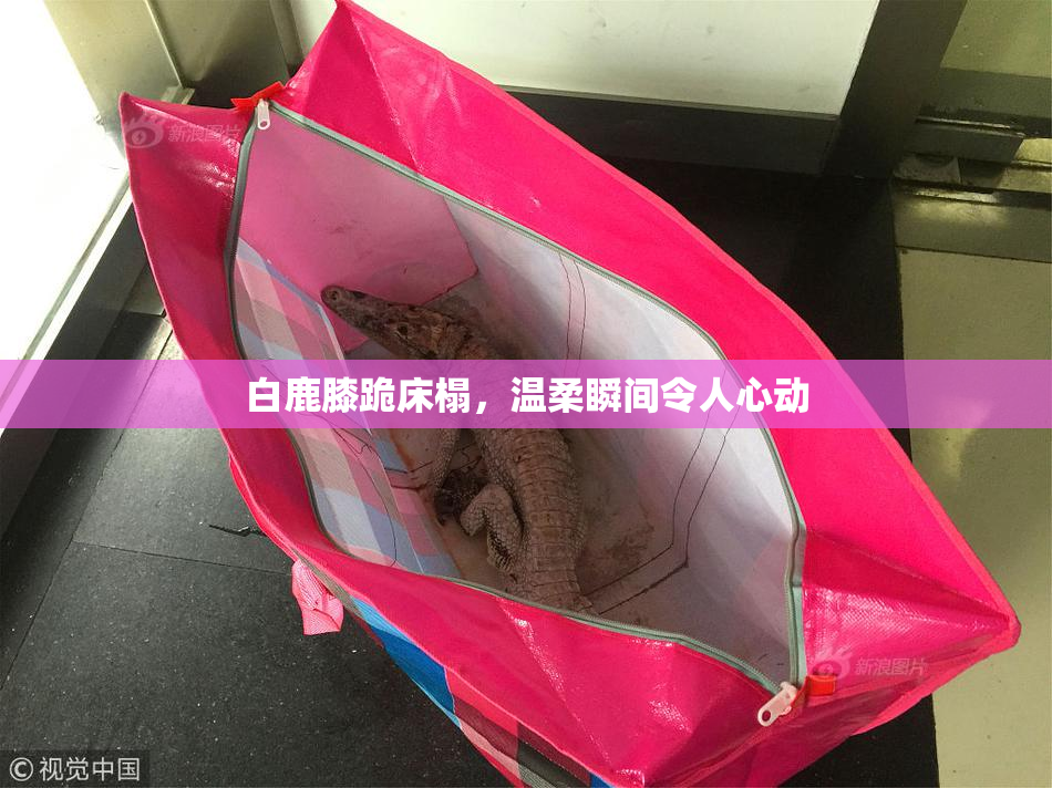 白鹿膝跪床榻，温柔瞬间令人心动