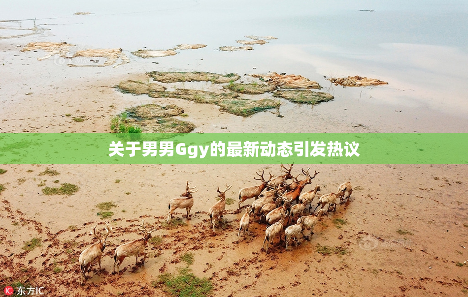 关于男男Ggy的最新动态引发热议