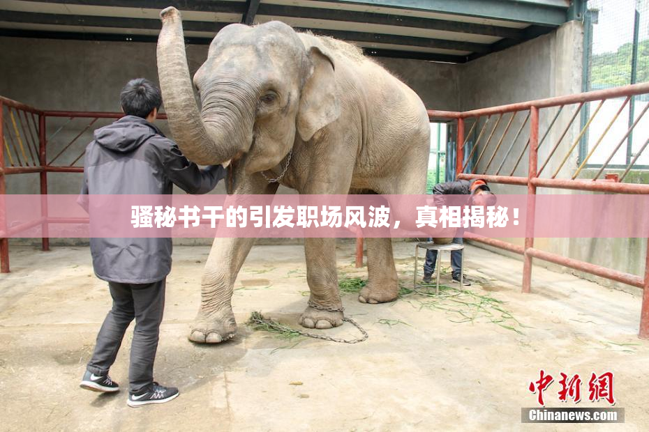 骚秘书干的引发职场风波，真相揭秘！