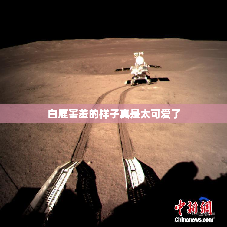 白鹿害羞的样子真是太可爱了