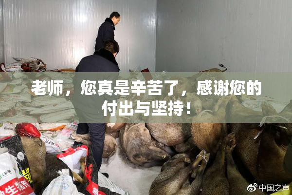老师，您真是辛苦了，感谢您的付出与坚持！