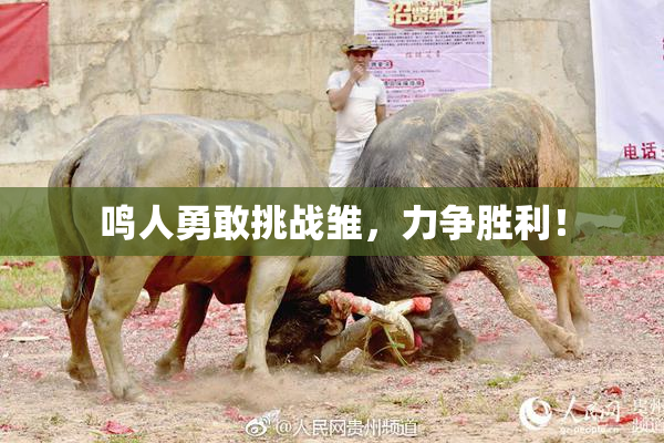 鸣人勇敢挑战雏，力争胜利！