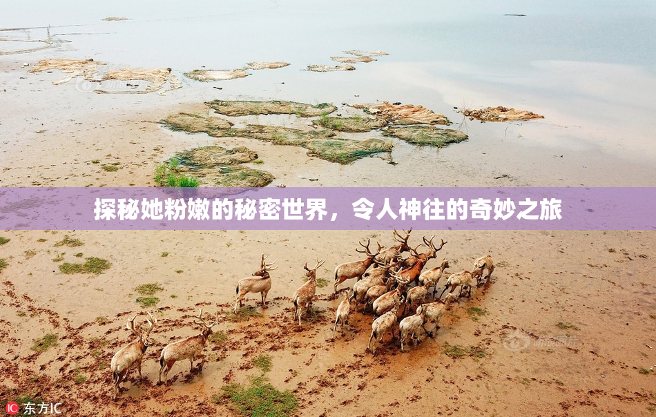 探秘她粉嫩的秘密世界，令人神往的奇妙之旅
