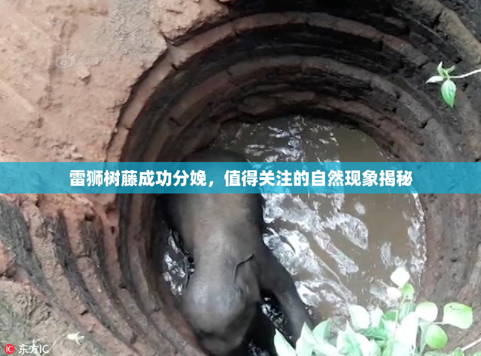 雷狮树藤成功分娩，值得关注的自然现象揭秘