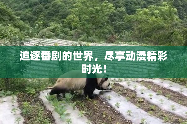 追逐番剧的世界，尽享动漫精彩时光！