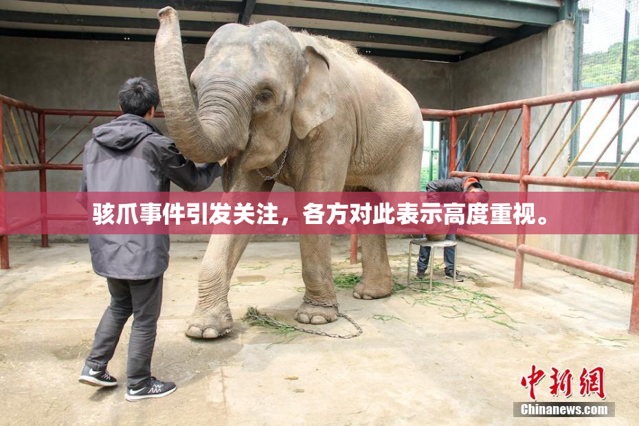骇爪事件引发关注，各方对此表示高度重视。
