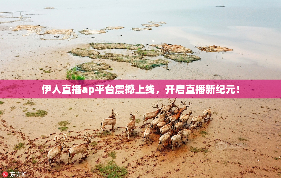 伊人直播ap平台震撼上线，开启直播新纪元！