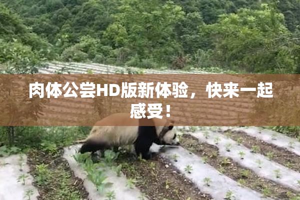 肉体公尝HD版新体验，快来一起感受！