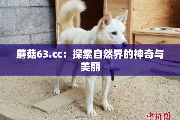 蘑菇63.㏄：探索自然界的神奇与美丽