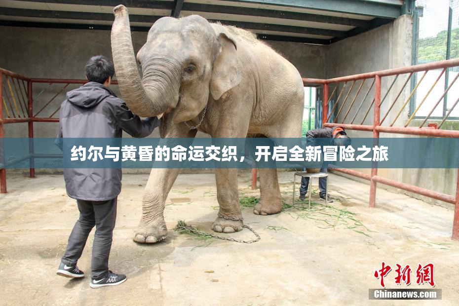 约尔与黄昏的命运交织，开启全新冒险之旅