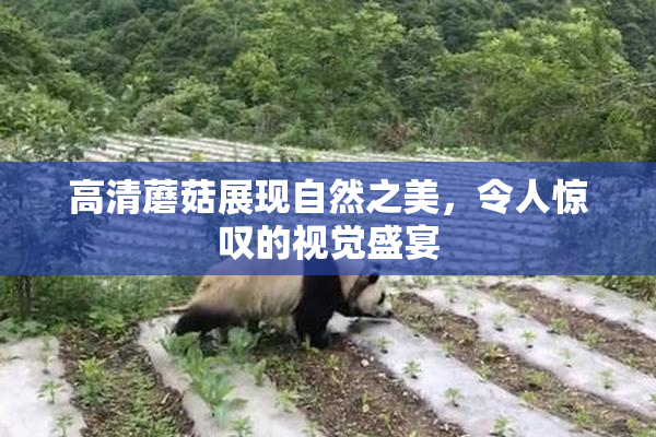 高清蘑菇展现自然之美，令人惊叹的视觉盛宴