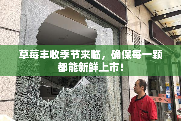 草莓丰收季节来临，确保每一颗都能新鲜上市！