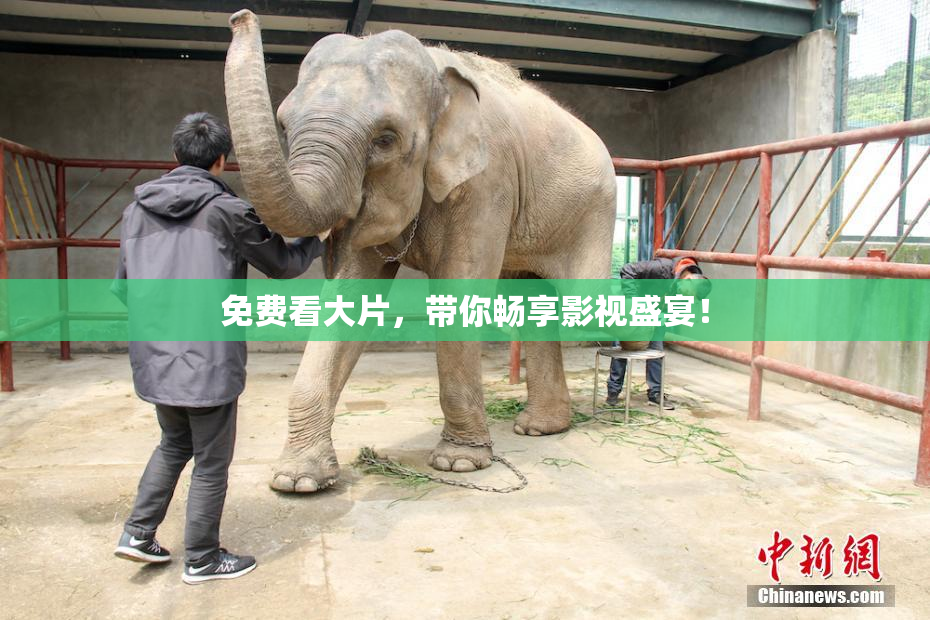 免费看大片，带你畅享影视盛宴！