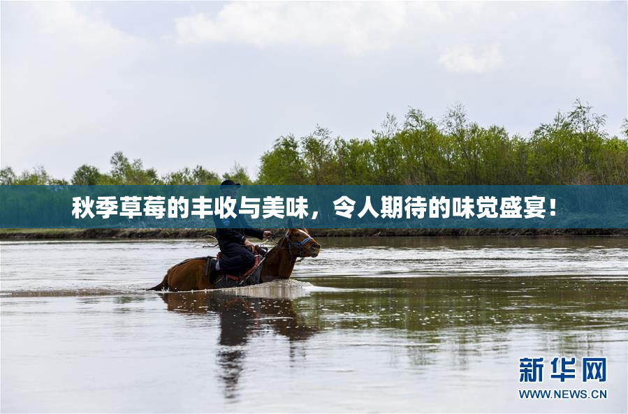 秋季草莓的丰收与美味，令人期待的味觉盛宴！
