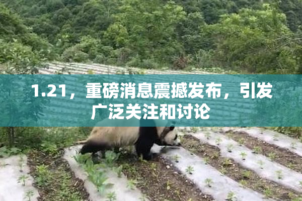 1.21，重磅消息震撼发布，引发广泛关注和讨论
