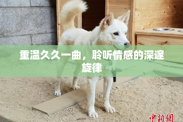 重温久久一曲，聆听情感的深邃旋律