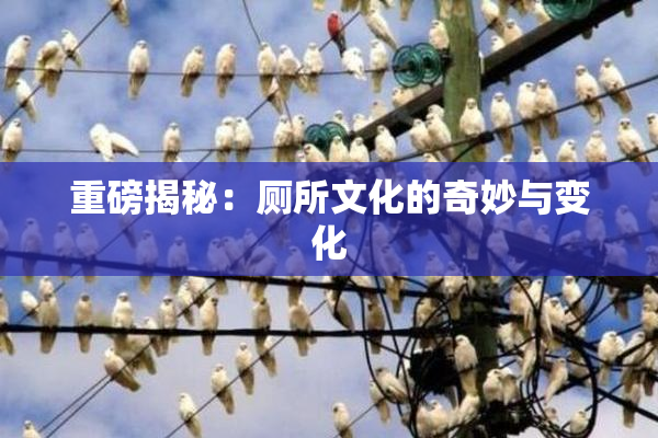 重磅揭秘：厕所文化的奇妙与变化