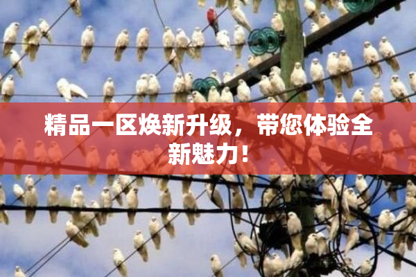 精品一区焕新升级，带您体验全新魅力！