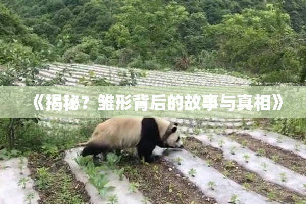 《揭秘？雏形背后的故事与真相》