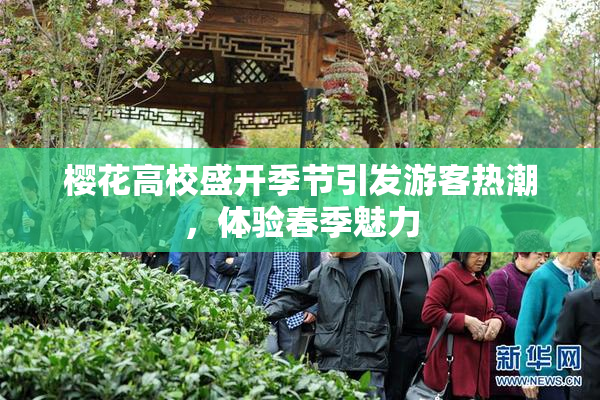 樱花高校盛开季节引发游客热潮，体验春季魅力